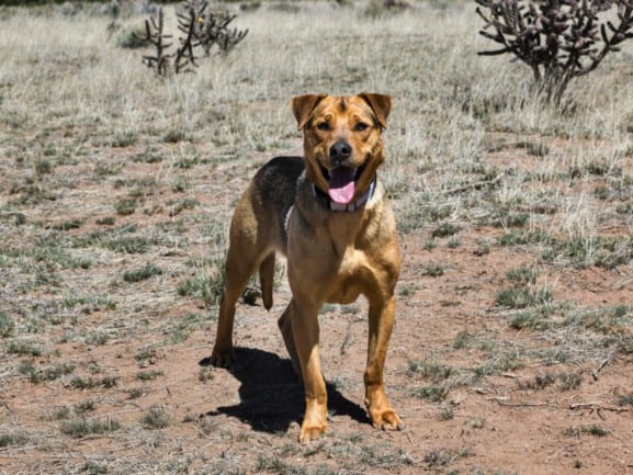 Photo of Joey, adoptable Mixed Breed in Santa Fe, New Mexico
