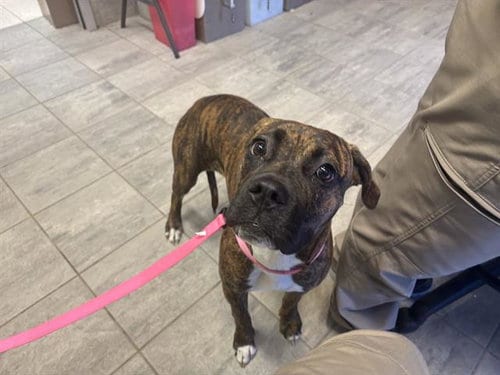 Photo of Sophie, adoptable Boxer in Grand Prairie, Texas