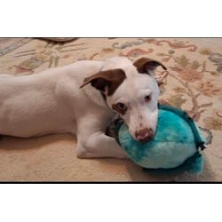 Photo of Cody, adoptable Hound (Unknown Type) in Irmo, South Carolina