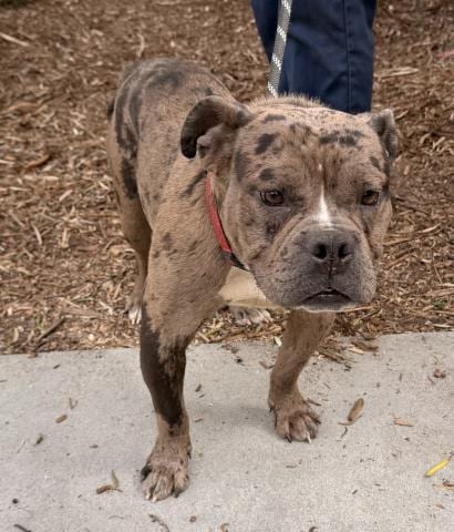 Photo of Moose, adoptable American Bulldog in San Pedro, California