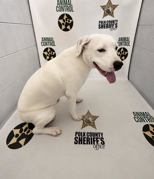 Photo of Iris, adoptable Bulldog in Winter Haven, Florida
