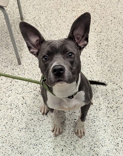 Photo of Terry, adoptable dog in Atlanta, Georgia