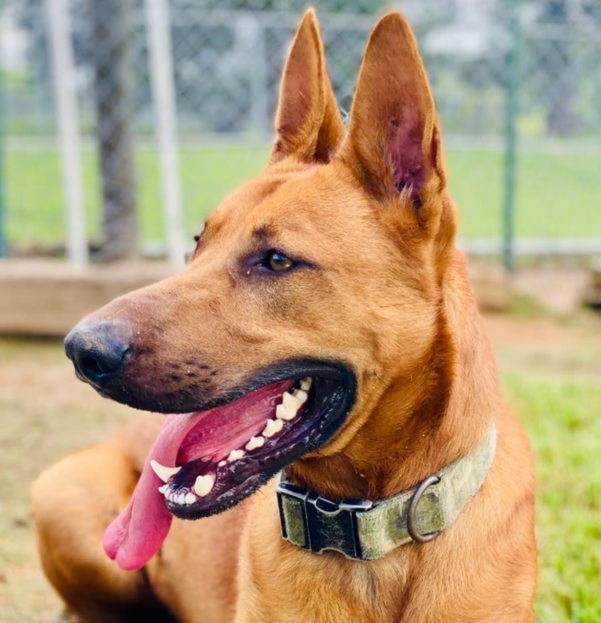 Photo of Hogan, adoptable German Shepherd Dog/Mixed Breed (Medium) in Chickamauga, Georgia