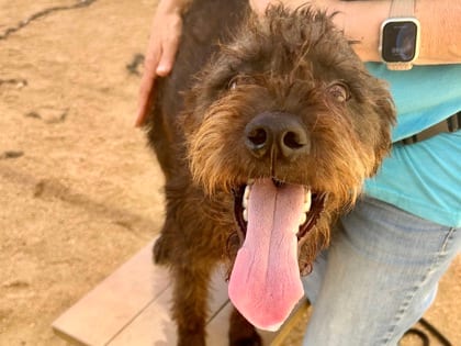 Photo of Neal, adoptable dog in Georgetown, Texas