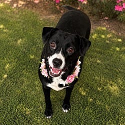 Photo of Duffy, adoptable Labrador Retriever Beagle in Phoenix, Arizona