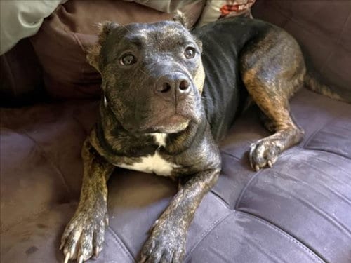 Photo of Rebecca, adoptable Pit Bull Terrier in Chapel Hill, North Carolina