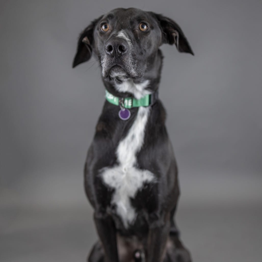 Photo of Skipper, adoptable Mixed Breed (Medium) in Portland, Oregon