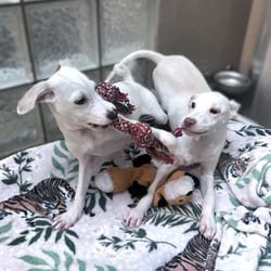 Photo of Twix, adoptable Chihuahua in Washington, District of Columbia