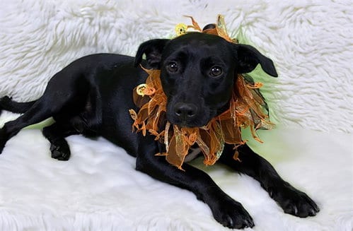 Photo of Bandit, adoptable Labrador Retriever in Ft Lauderdale, Florida