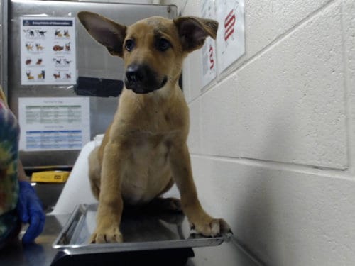 Photo of Mango Loco, adoptable German Shepherd Dog in Fayetteville, North Carolina