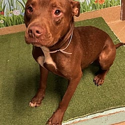 Photo of Red CP, adoptable Mixed Breed (Medium) in Boulder, Colorado