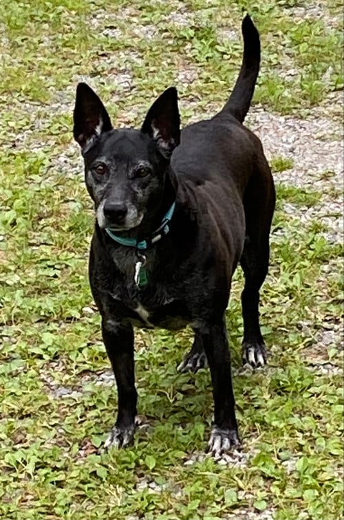 Photo of Trixie - Easy, adoptable Australian Cattle Dog/Blue Heeler in Rootstown, Ohio