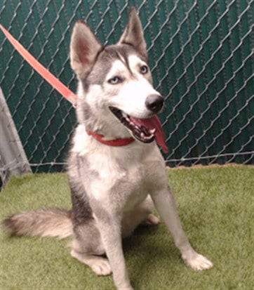 Photo of Harlow, adoptable Siberian Husky in Downey, California