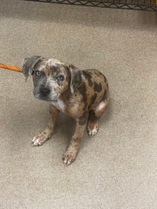 Photo of Magdalena, adoptable dog in Chamblee, Georgia