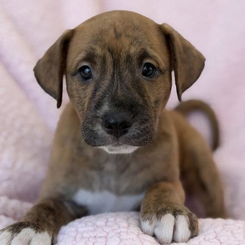 Photo of Chalk Pup - Putty, adoptable Spaniel in San Diego, California