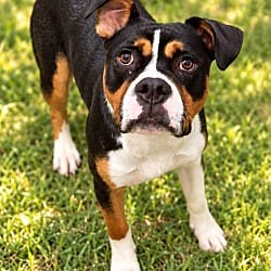 Photo of Brutus, adoptable American Pit Bull Terrier Mixed Breed (Medium) in East Ridge, Tennessee