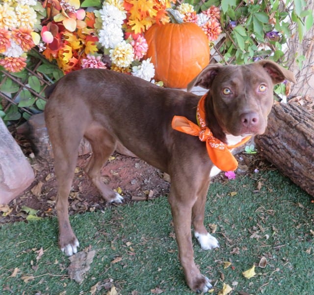 Photo of Brownie, adoptable Labrador Retriever mix in Oklahoma City, Oklahoma