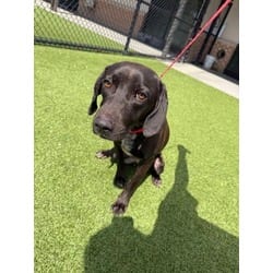 Photo of Bailey, adoptable American Pit Bull Terrier in Baton Rouge, Louisiana