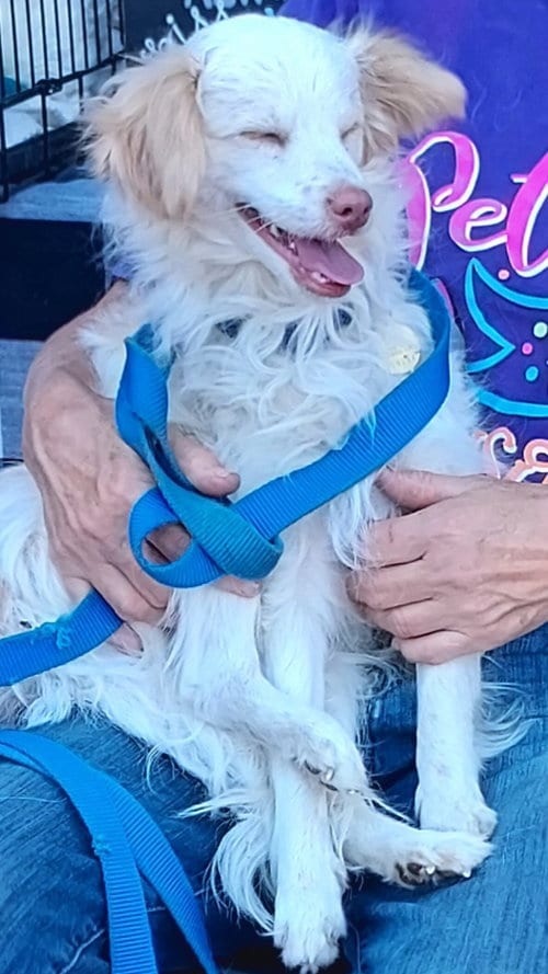 Photo of Benny, adoptable Poodle (Miniature) in Cherry Valley, California