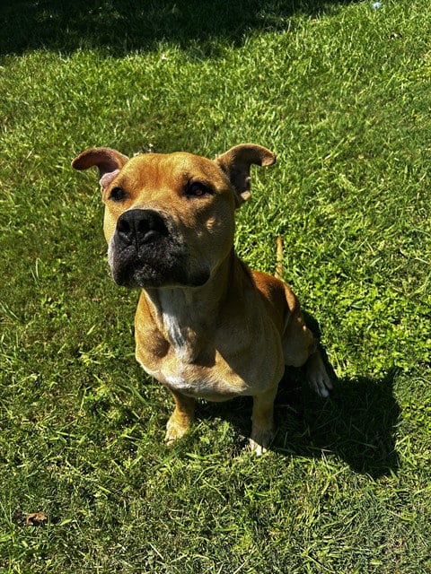 Photo of Redd, adoptable Staffordshire Bull Terrier in Grovetown, Georgia