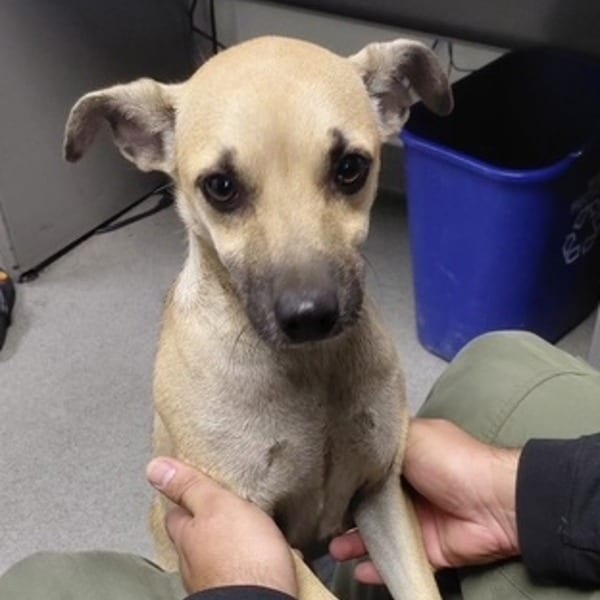 Photo of Glory, adoptable Chihuahua / Mixed Breed (Medium) in San Francisco, California