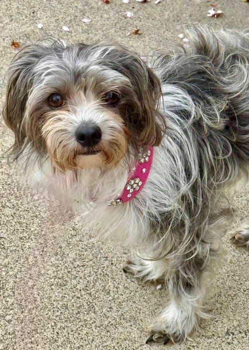 Photo of Posey, adoptable Maltese in Newport Beach, California