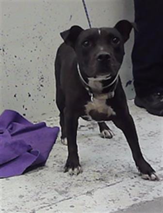 Photo of Danny, adoptable Staffordshire Bull Terrier in Houston, Texas
