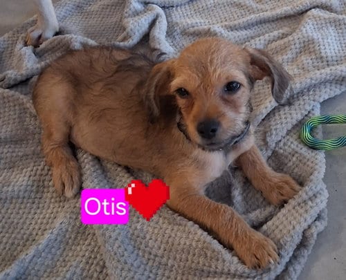 Photo of Otis, adoptable Chihuahua in San Diego, California