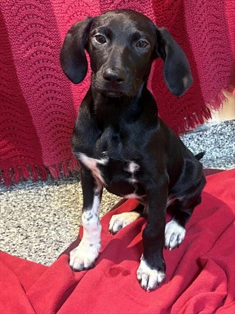 Photo of Dash, adoptable Labrador Retriever in Brewster, Massachusetts