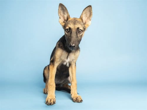 Photo of Leia, adoptable German Shepherd Dog in Phoenix, Arizona