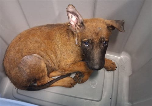 Photo of A5802085, adoptable Belgian Shepherd Malinois in Gardena, California