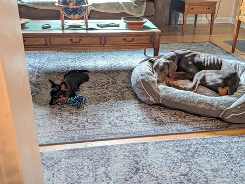 Photo of Brownie, adoptable Doberman Pinscher in Albuquerque, New Mexico