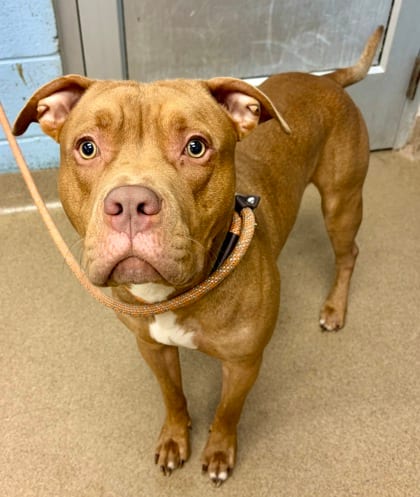 Photo of Hansel, adoptable dog in Chamblee, Georgia