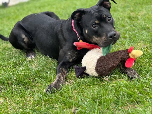 Photo of Biscuit, adoptable American Staffordshire Terrier in San Diego, California
