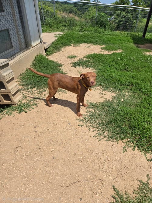 Photo of Toffee, adoptable Unknown breed (short coat) in Maquoketa, Iowa