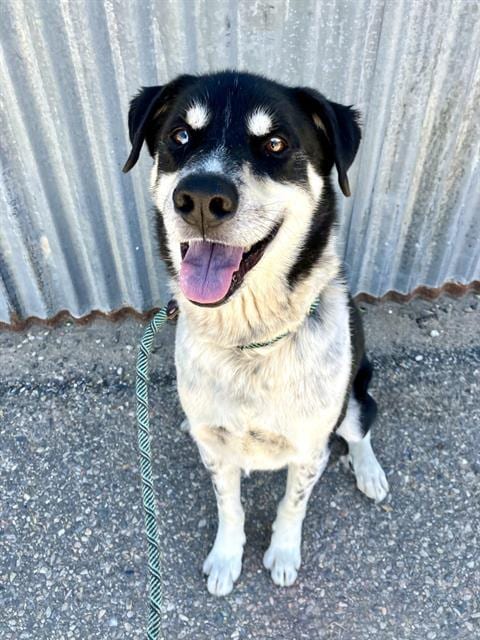 Photo of Bentley, adoptable Australian Cattle Dog/Blue Heeler in Albuquerque, New Mexico