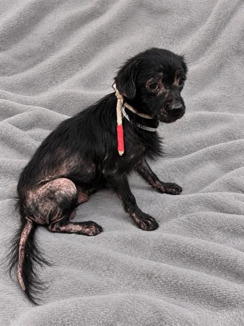 Photo of Reign, adoptable Terrier in Lancaster, California