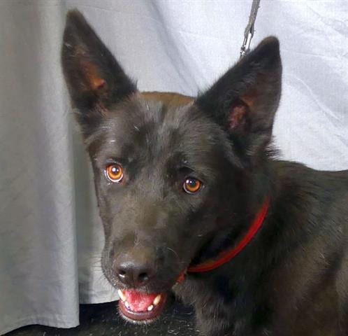 Photo of Sasha, adoptable German Shepherd Dog in Ukiah, California