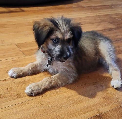 Photo of Sacha, adoptable Shepherd in Hillside, Illinois