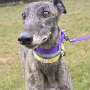 Photo of Dd Rubicon, adoptable Greyhound in Grandville, Michigan