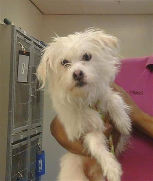 Photo of Star, adoptable Yorkshire Terrier Yorkie in Sacramento, California