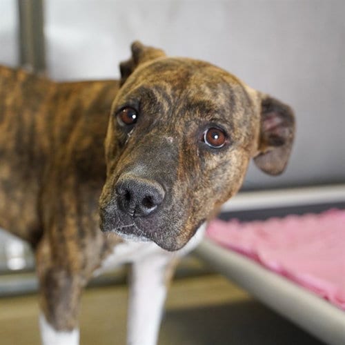 Photo of Cookie, adoptable Pit Bull Terrier in Sacramento, California