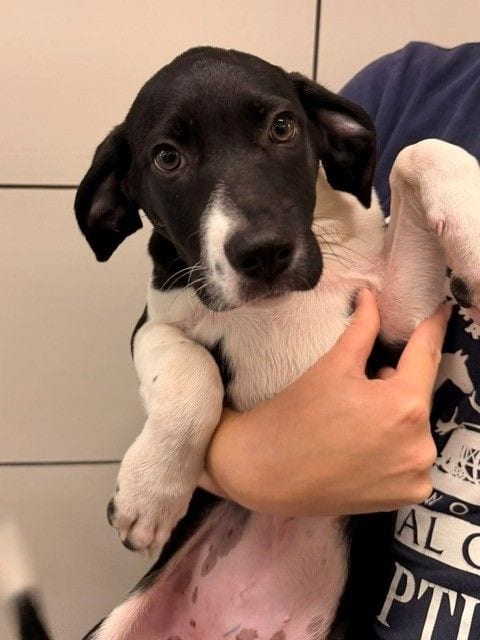 Photo of Zara, adoptable Unknown breed in Rancho Santa Fe, California