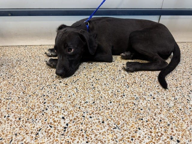 Photo of Rosey, adoptable Labrador Retriever mix in Miami, Florida