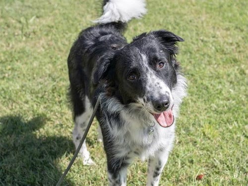 Photo of Viggo, adoptable Border Collie in Haw River, North Carolina