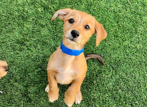 Photo of Rusty, adoptable Terrier in Moreno Valley, California