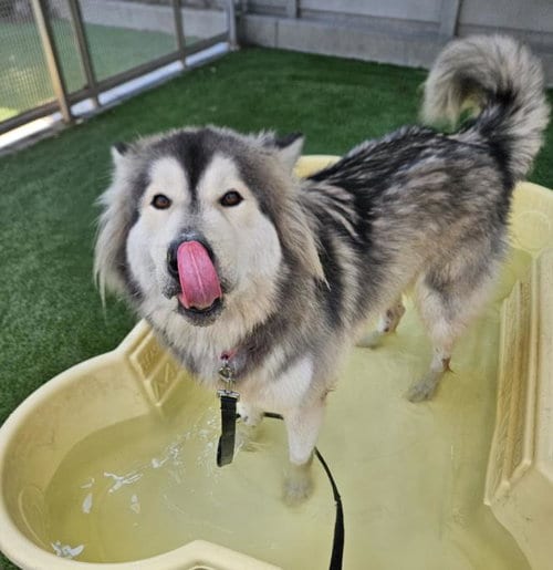Photo of Luigi, adoptable Alaskan Malamute in Los Angeles, California