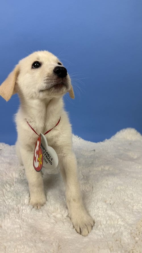 Photo of Mystic Unicorn, adoptable Great Pyrenees in Phoenix, Arizona