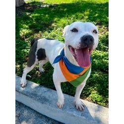 Photo of Ivy, adoptable Terrier (Unknown Type, Medium) in Doral, Florida