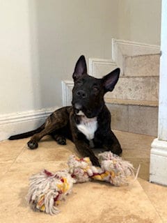 Photo of Simba, adoptable Dutch Shepherd in Miami, Florida